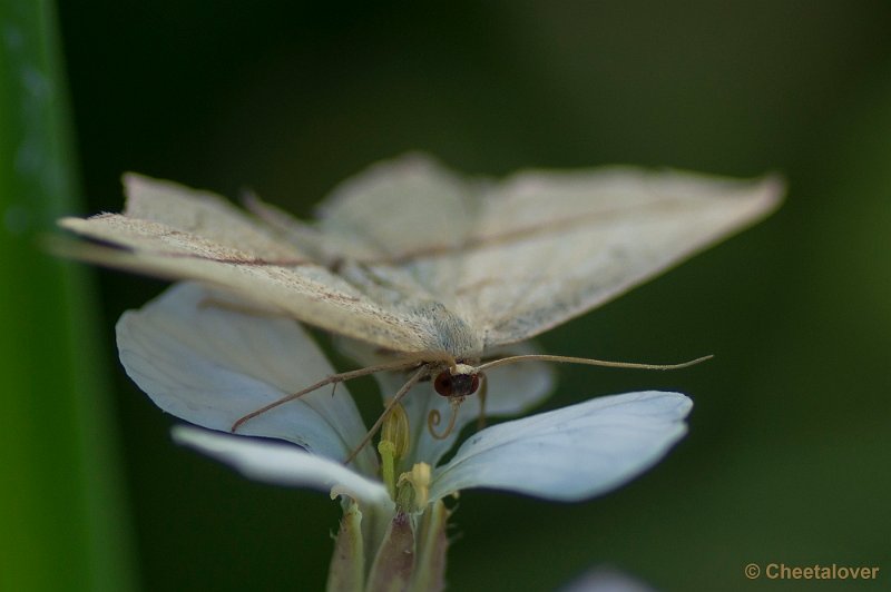 _DSC0777.JPG - Macro in de omgeving