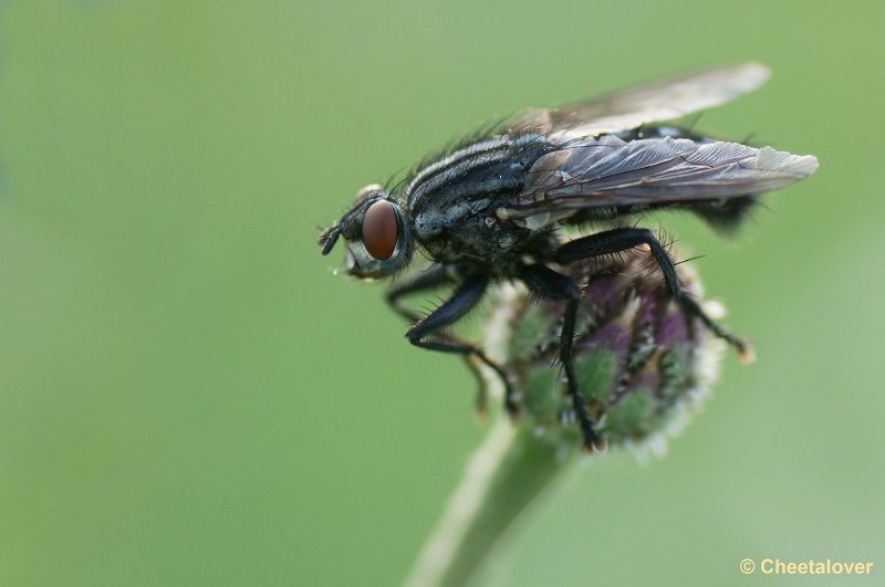 _DSC0784.JPG - Macro in de omgeving