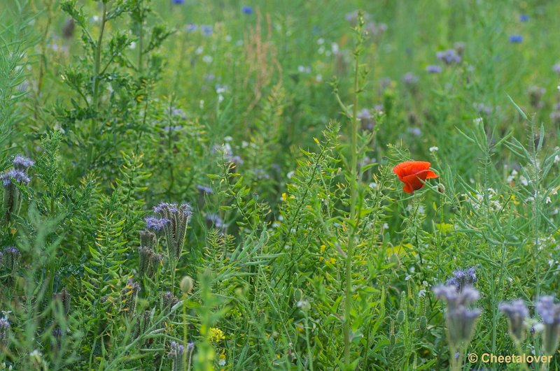 _DSC0793.JPG - Macro in de omgeving