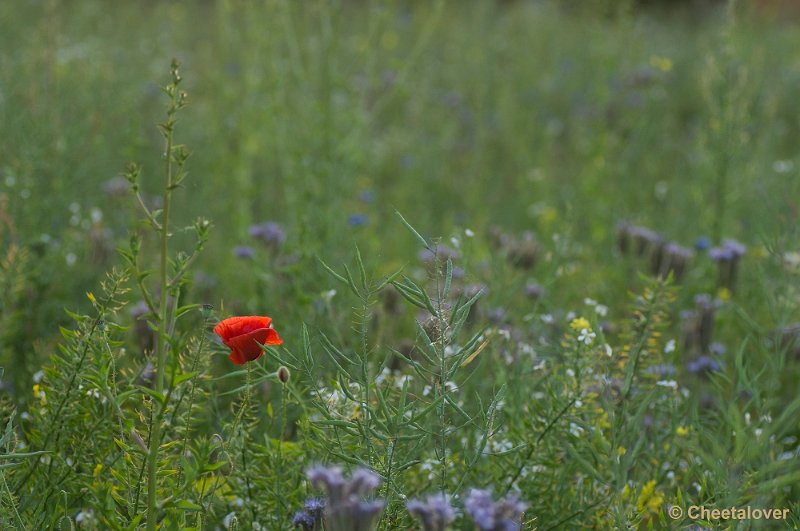 _DSC0795.JPG - Macro in de omgeving