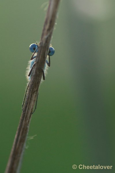 _DSC0799.JPG - Macro in de omgeving