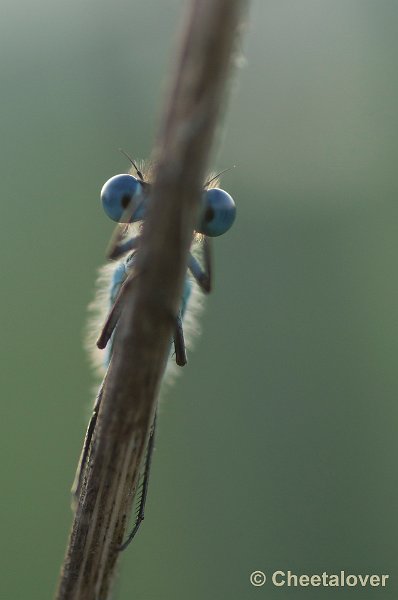 _DSC0802.JPG - Macro in de omgeving