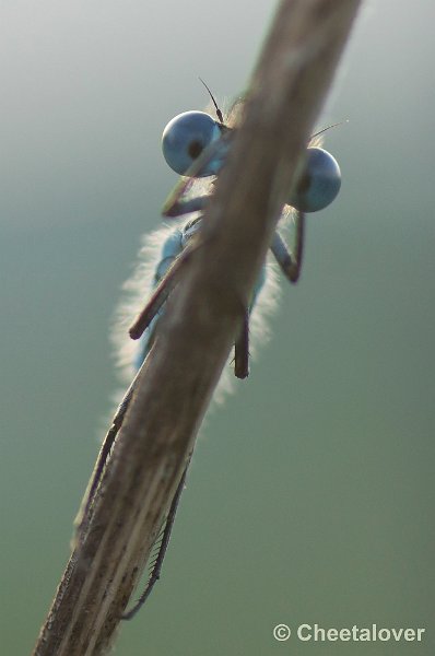 _DSC0804.JPG - Macro in de omgeving