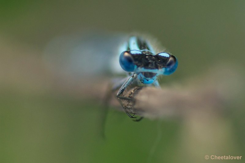 _DSC0806.JPG - Macro in de omgeving