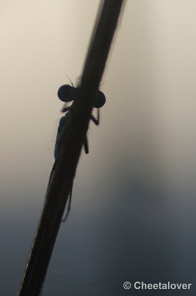 _DSC0810.JPG - Macro in de omgeving