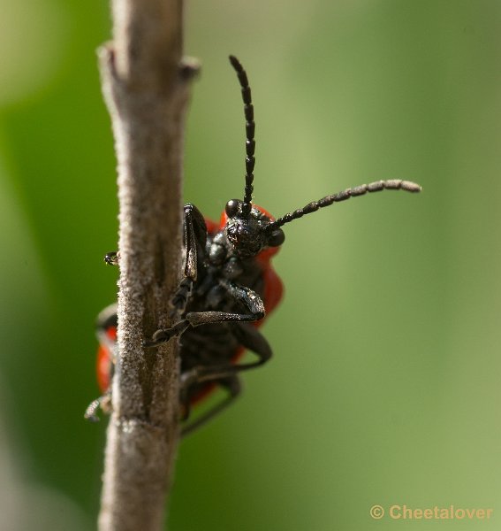 _DSC9539.JPG - Macro in eigen tuin