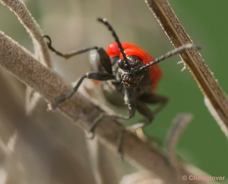 _DSC9551.JPG - Macro in eigen tuin