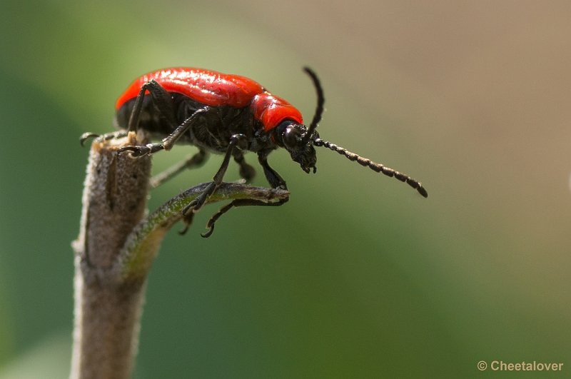 _DSC9567.JPG - Macro in eigen tuin