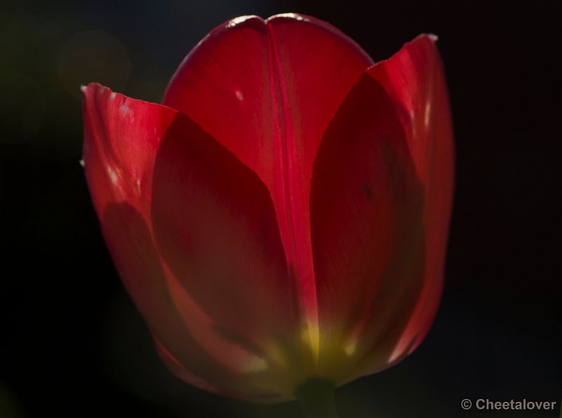 _DSC9576.JPG - Macro in eigen tuin