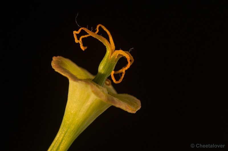 _DSC0410.JPG - Macro met tussenringen