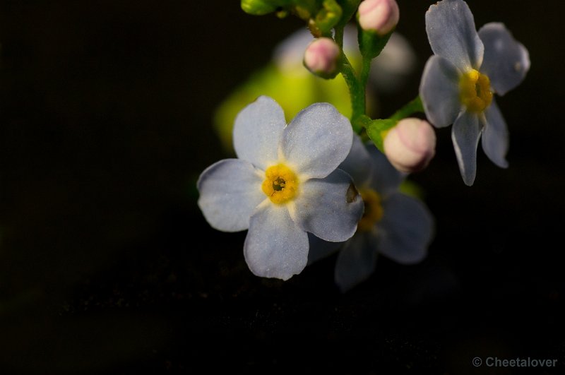 _DSC0416.JPG - Macro met tussenringen