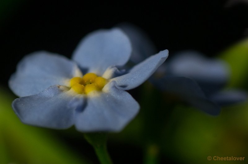 _DSC0425.JPG - Macro met tussenringen