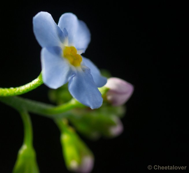 _DSC0430.JPG - Macro met tussenringen