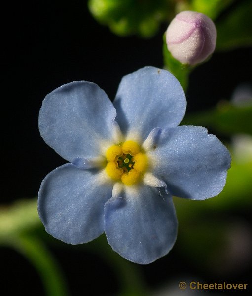 _DSC0432.JPG - Macro met tussenringen