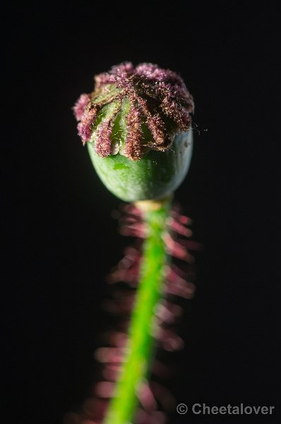 _DSC0434.JPG - Macro met tussenringen