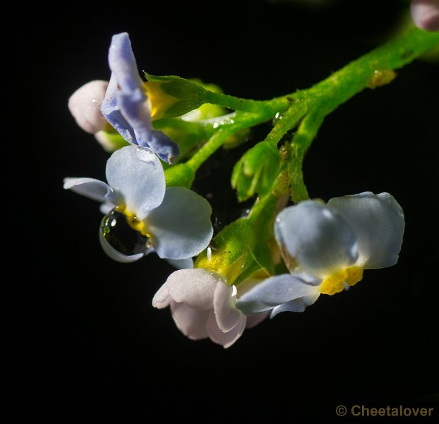 _DSC0441.JPG - Macro met tussenringen