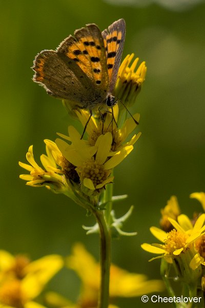 _DSC0050.JPG - Natuurtuin Kandoel