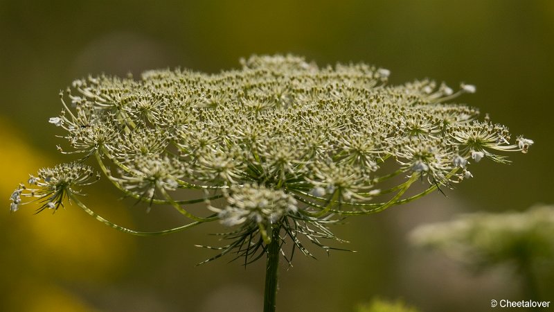 _DSC0060.JPG - Natuurtuin Kandoel