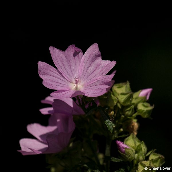 _DSC0061.JPG - Natuurtuin Kandoel