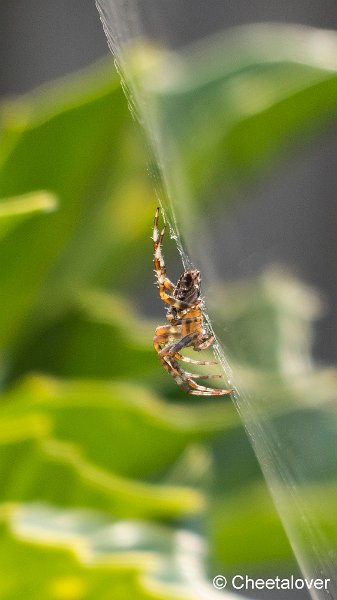 P1370435.JPG - Macro in eigen tuin