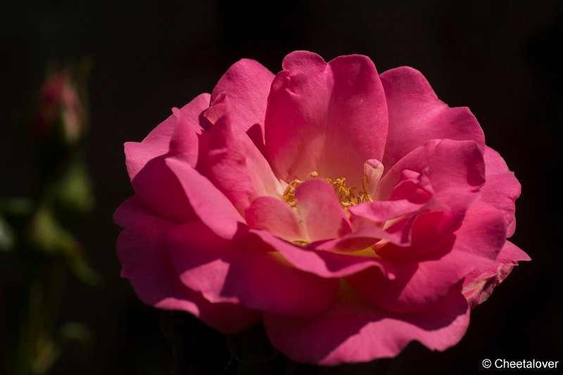 _DSC0001.JPG - Macro in eigen tuin