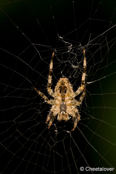 _DSC0009.JPG - Macro in eigen tuin