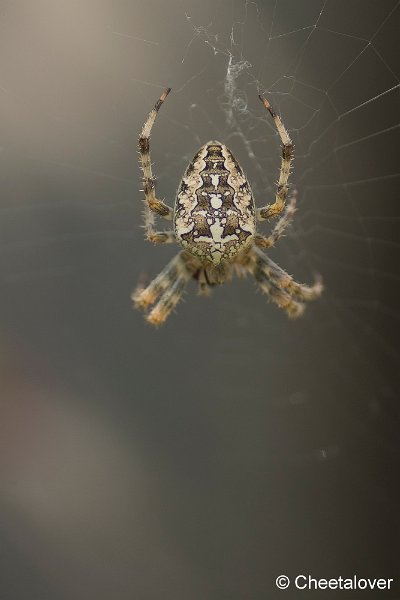 _DSC0013.JPG - Macro in eigen tuin