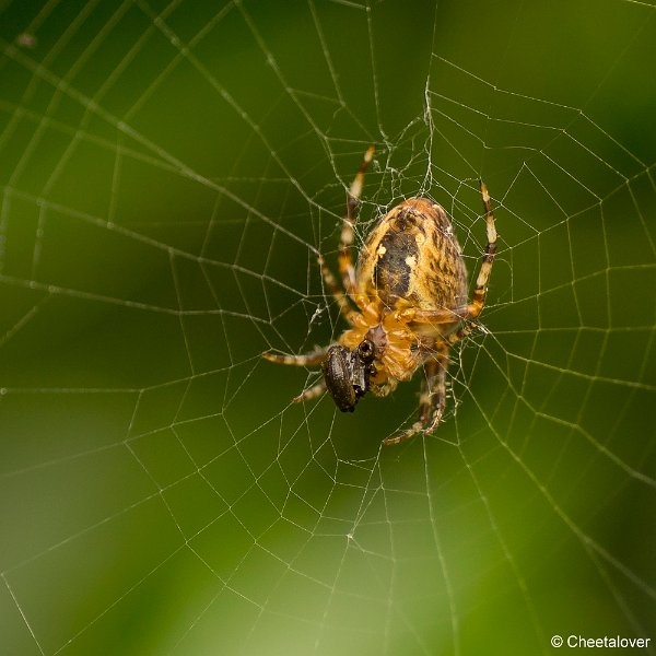 _DSC0031.JPG - Macro in eigen tuin