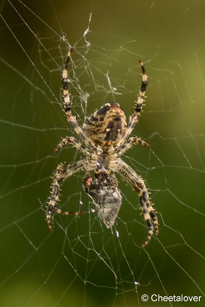 _DSC0039.JPG - Macro in eigen tuin