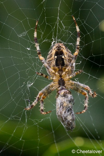 _DSC0407.JPG - Macro in eigen tuin