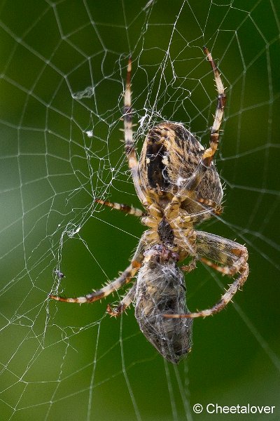 _DSC0410.JPG - Macro in eigen tuin