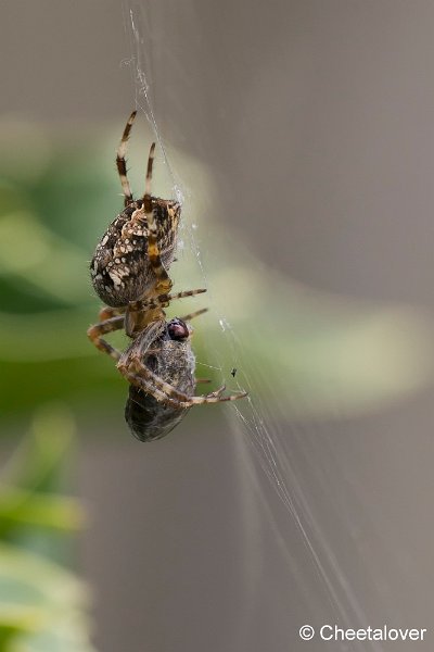 _DSC0413.JPG - Macro in eigen tuin