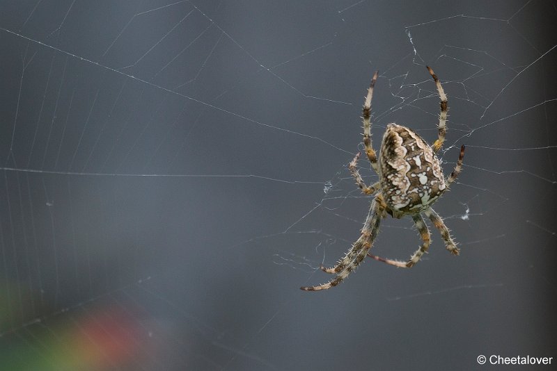 _DSC0415.JPG - Macro in eigen tuin