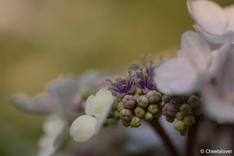 _DSC0004.JPG - Natuurtuin 't Arendsnest