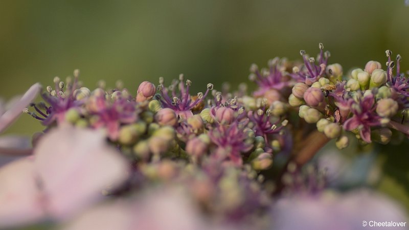 _DSC0006.JPG - Natuurtuin 't Arendsnest