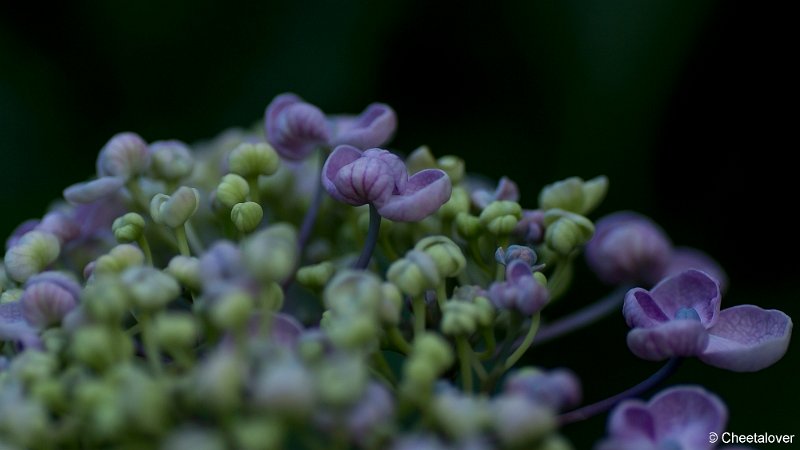 _DSC0008.JPG - Natuurtuin 't Arendsnest