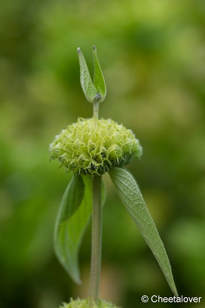 _DSC0009.JPG - Natuurtuin 't Arendsnest