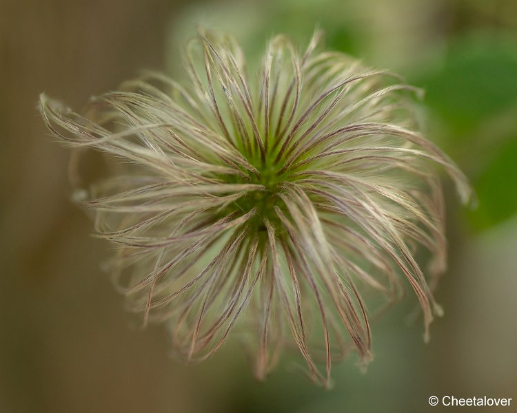 _DSC0052.JPG - Natuurtuin 't Arendsnest