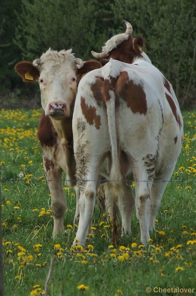 DSC05159.JPG - Koeien en Paardenbloemen