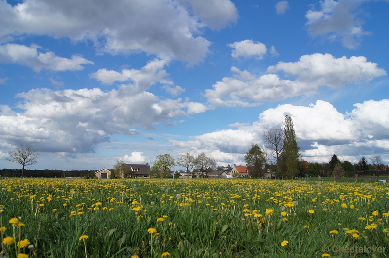 DSC05217.JPG - Paardenbloemen