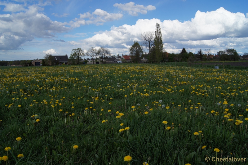 DSC05225.JPG - Paardenbloemen