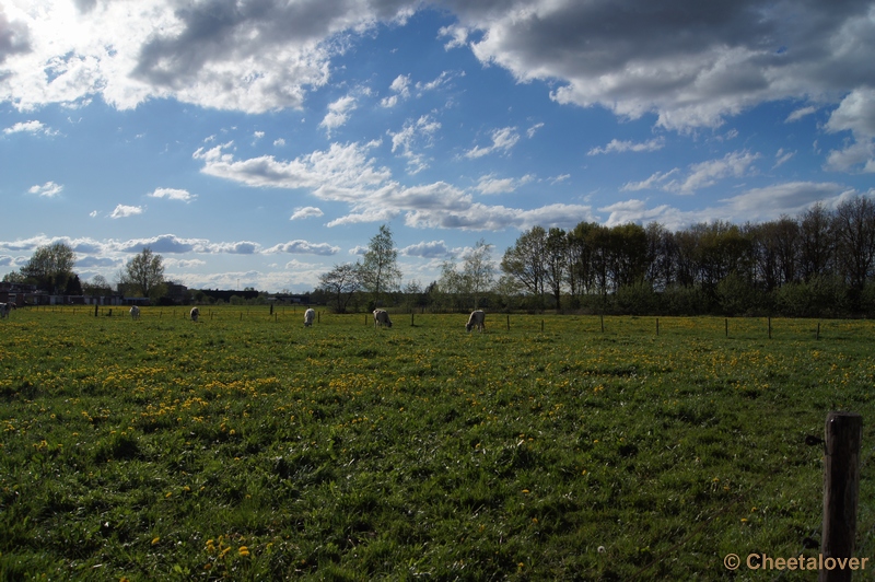 DSC05229.JPG - Koeien en Paardenbloemen