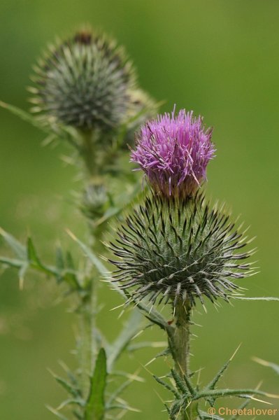 DSC09822.JPG - Kogeldistel