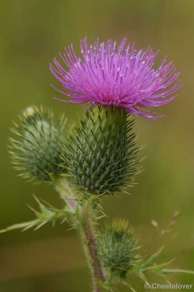 DSC09862.JPG - Kogeldistel