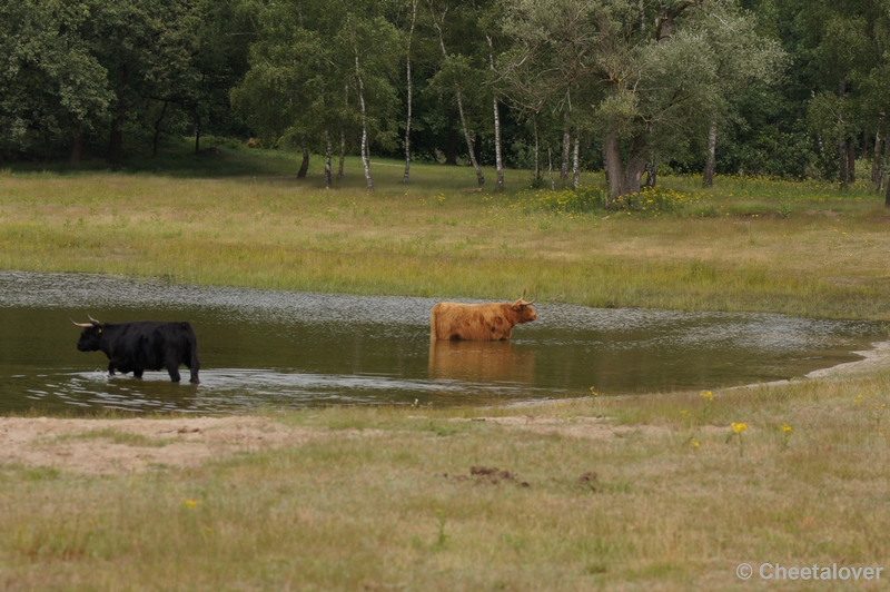 DSC09899.JPG - Schotse Hooglander