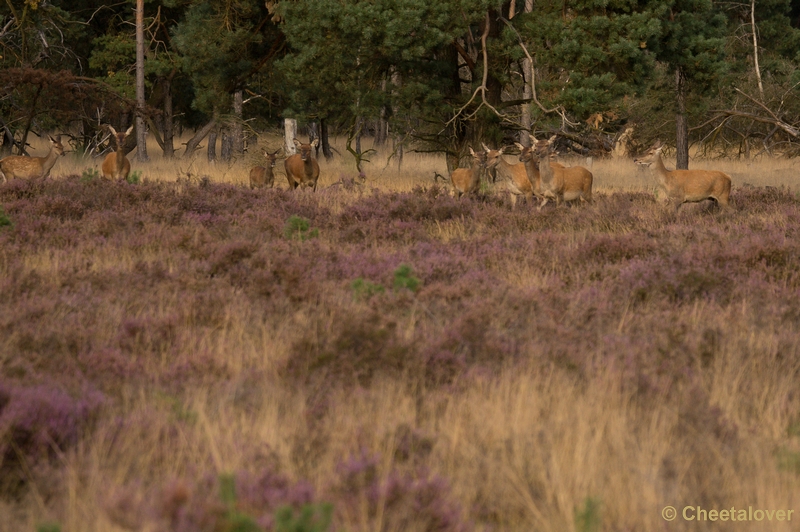 DSC01822.JPG - Park de Hoge Veluwe