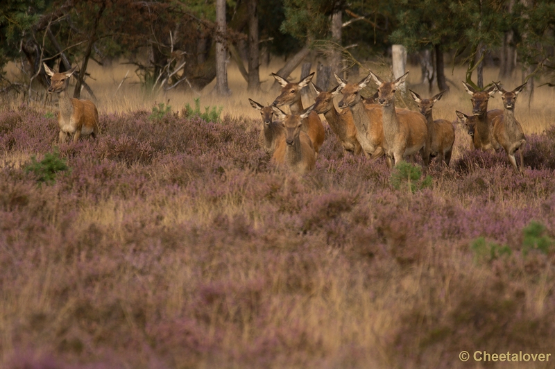 DSC01828.JPG - Park de Hoge Veluwe