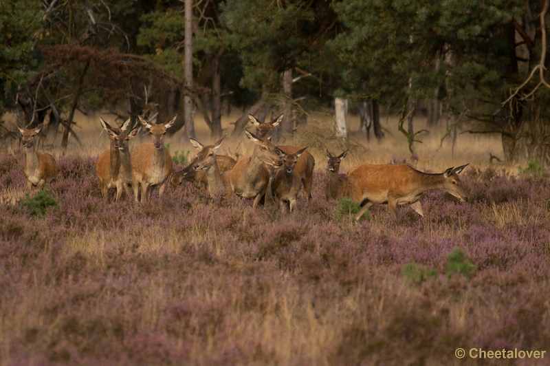 DSC01831.JPG - Park de Hoge Veluwe