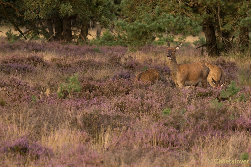 DSC01851.JPG - Park de Hoge Veluwe