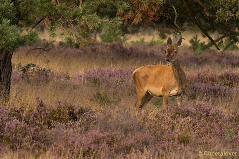 DSC01858.JPG - Park de Hoge Veluwe